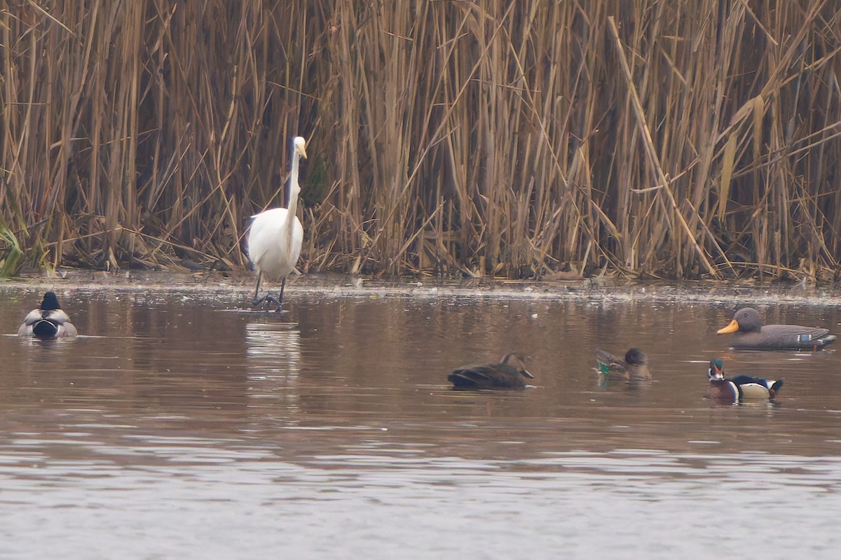 Great Egret - ML645615243