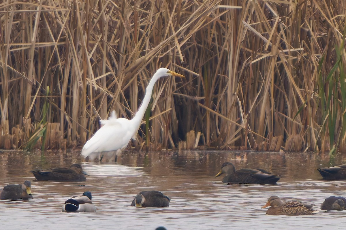 Great Egret - ML645615244