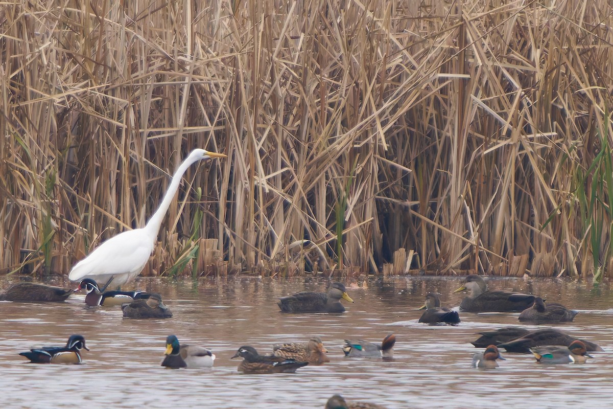 Great Egret - ML645615246