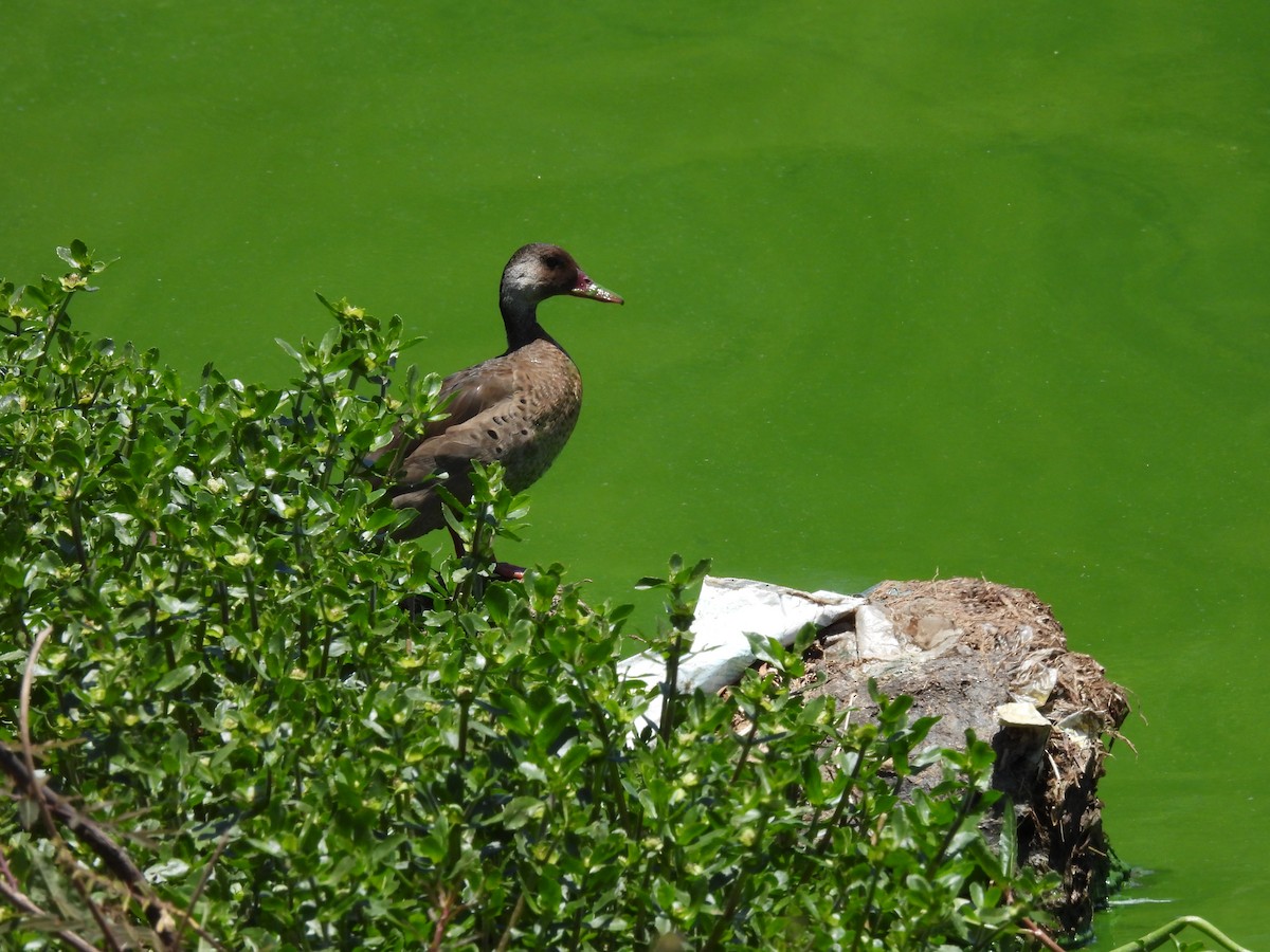 Brazilian Teal - ML645615252