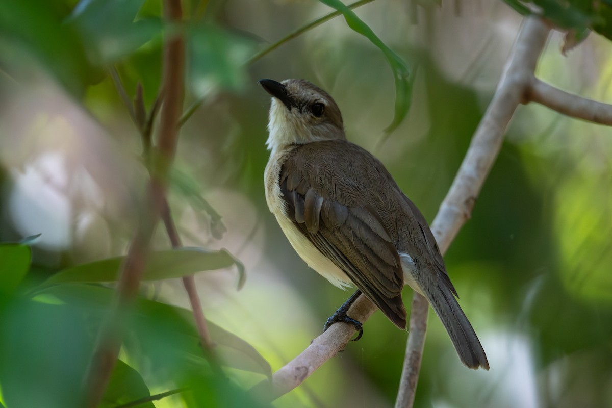 Siffleur sobre (simplex/brunnescens) - ML645615254