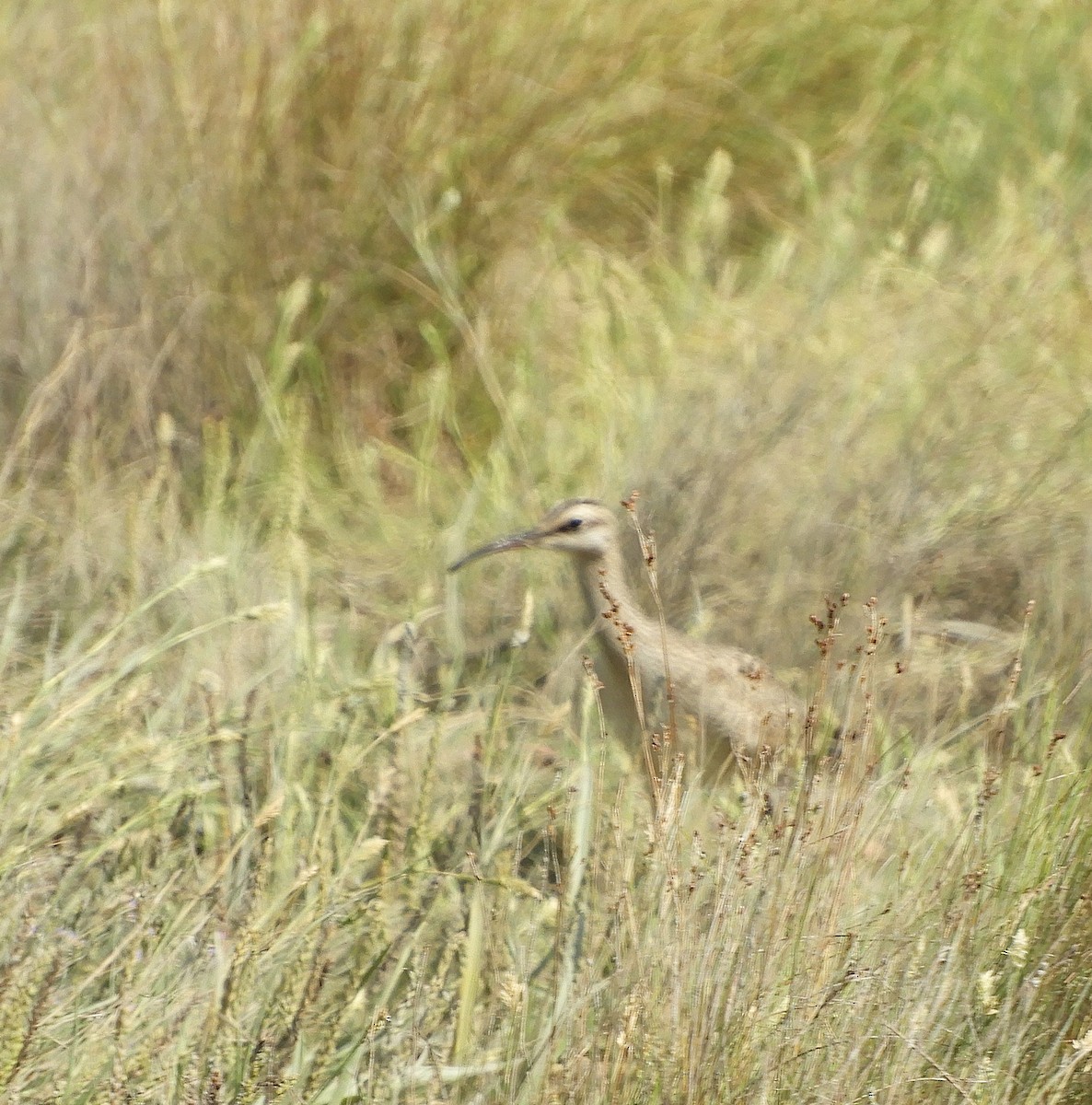 Hudsonian Whimbrel - ML645615255
