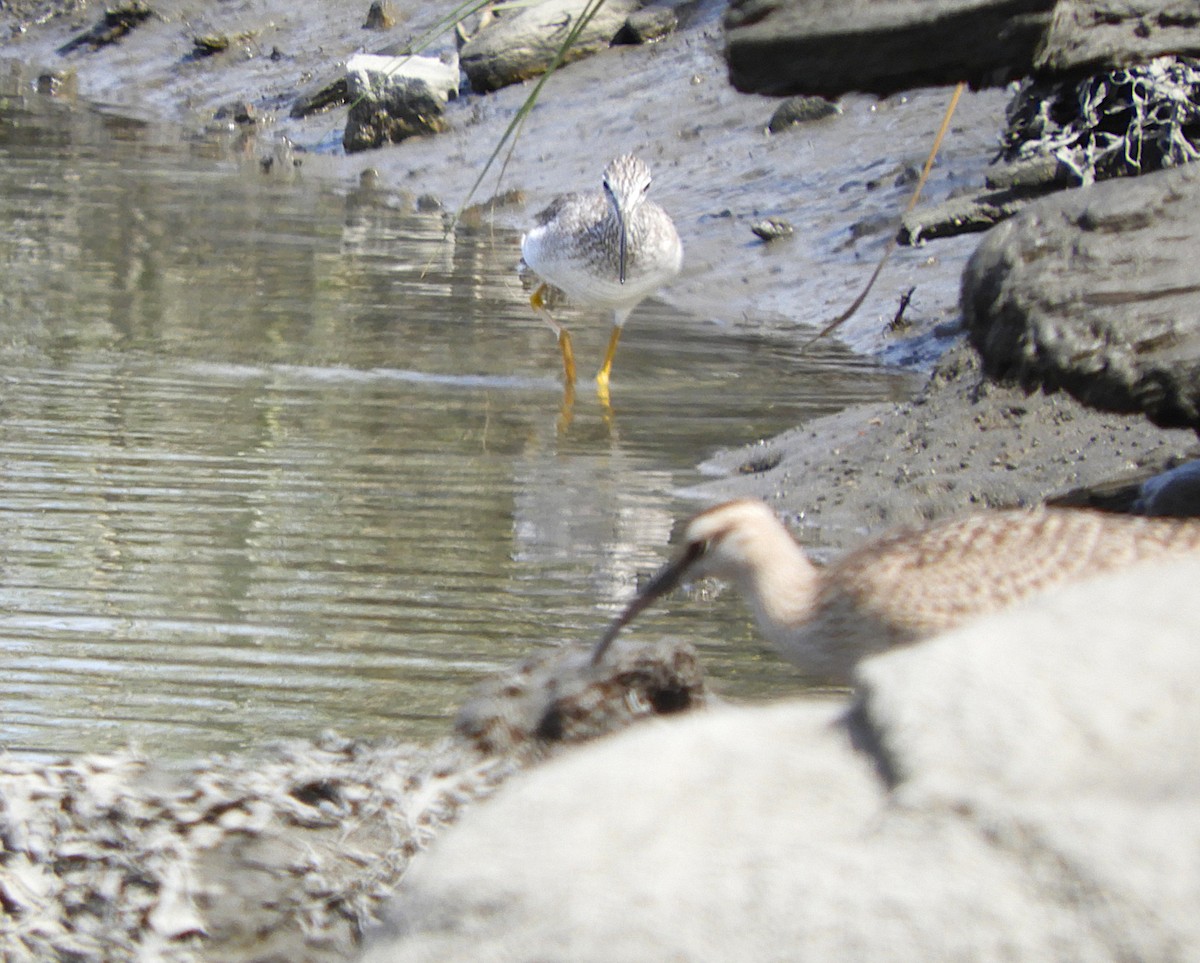 Greater Yellowlegs - ML645615256