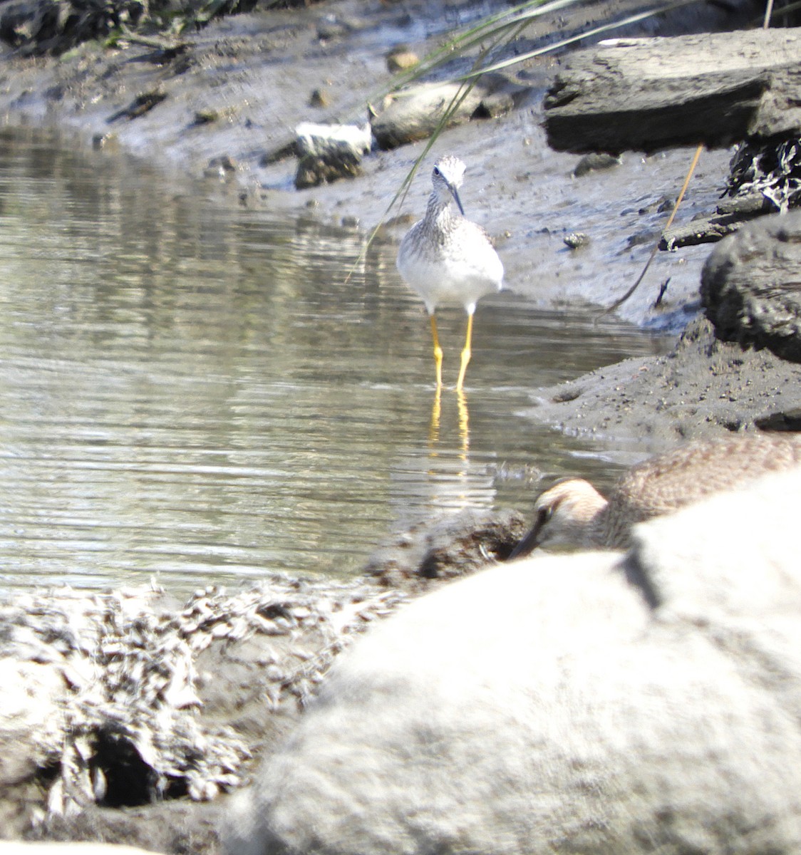 Hudsonian Whimbrel - ML645615257