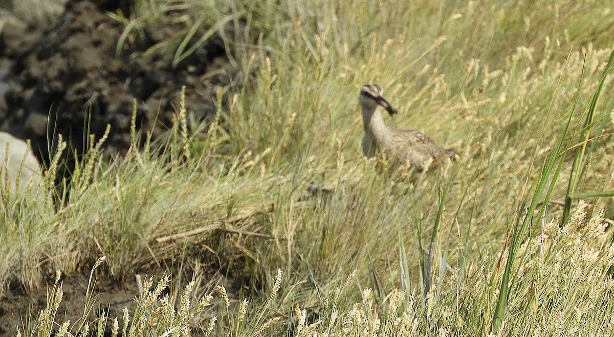 Hudsonian Whimbrel - ML645615258