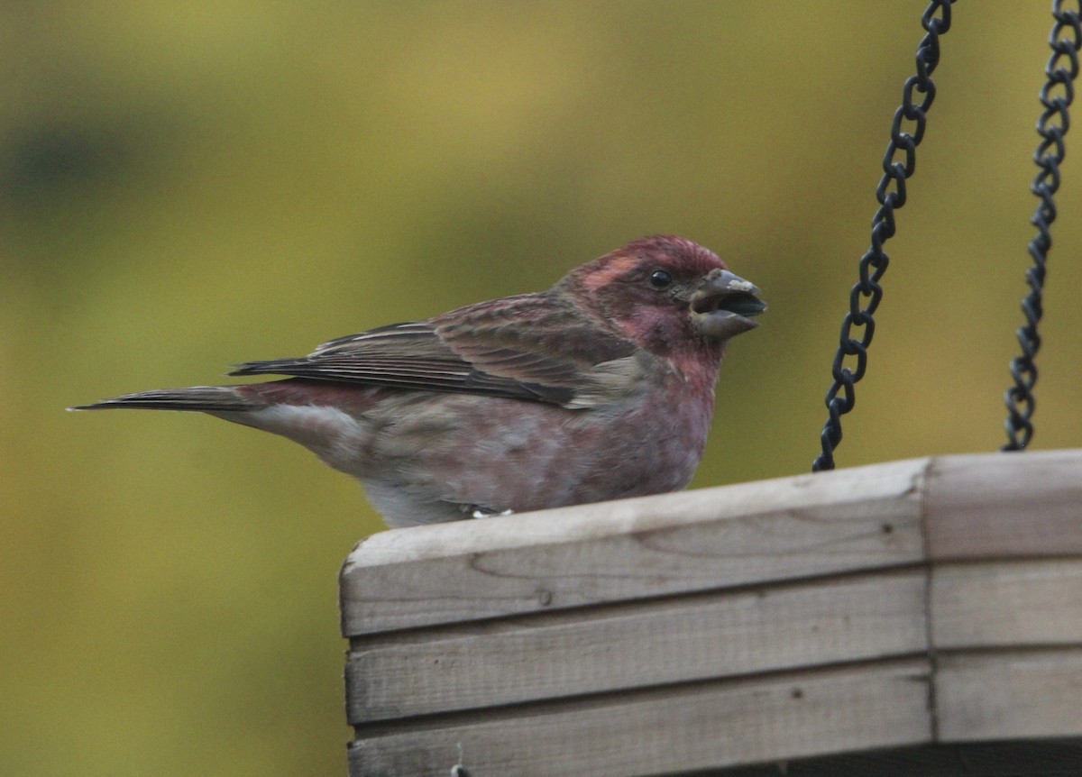 Purple Finch - ML645615264