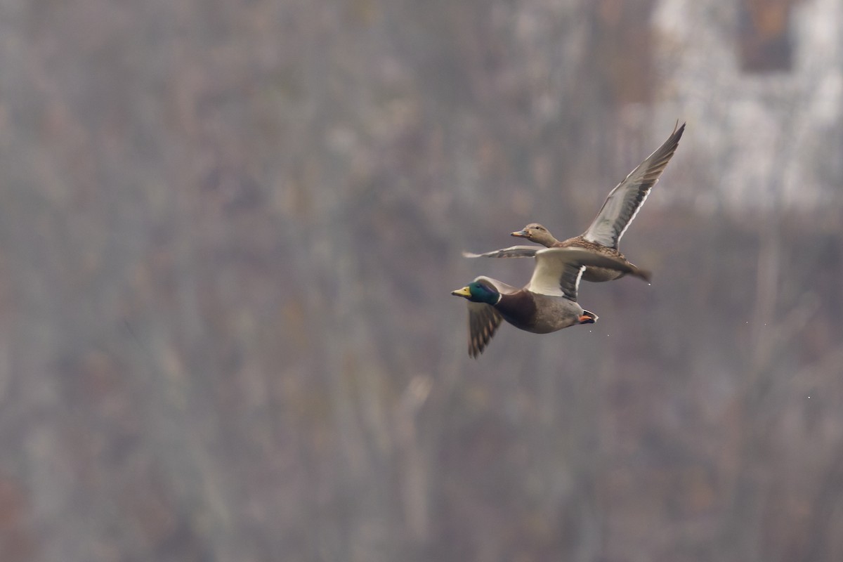 Mallard - ML645615272