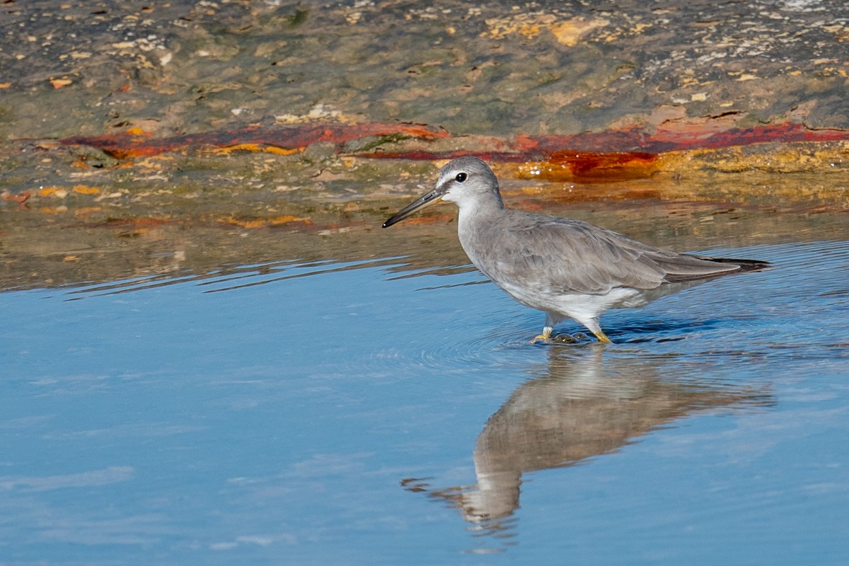 Gri Sırtlı Düdükçün - ML645615290