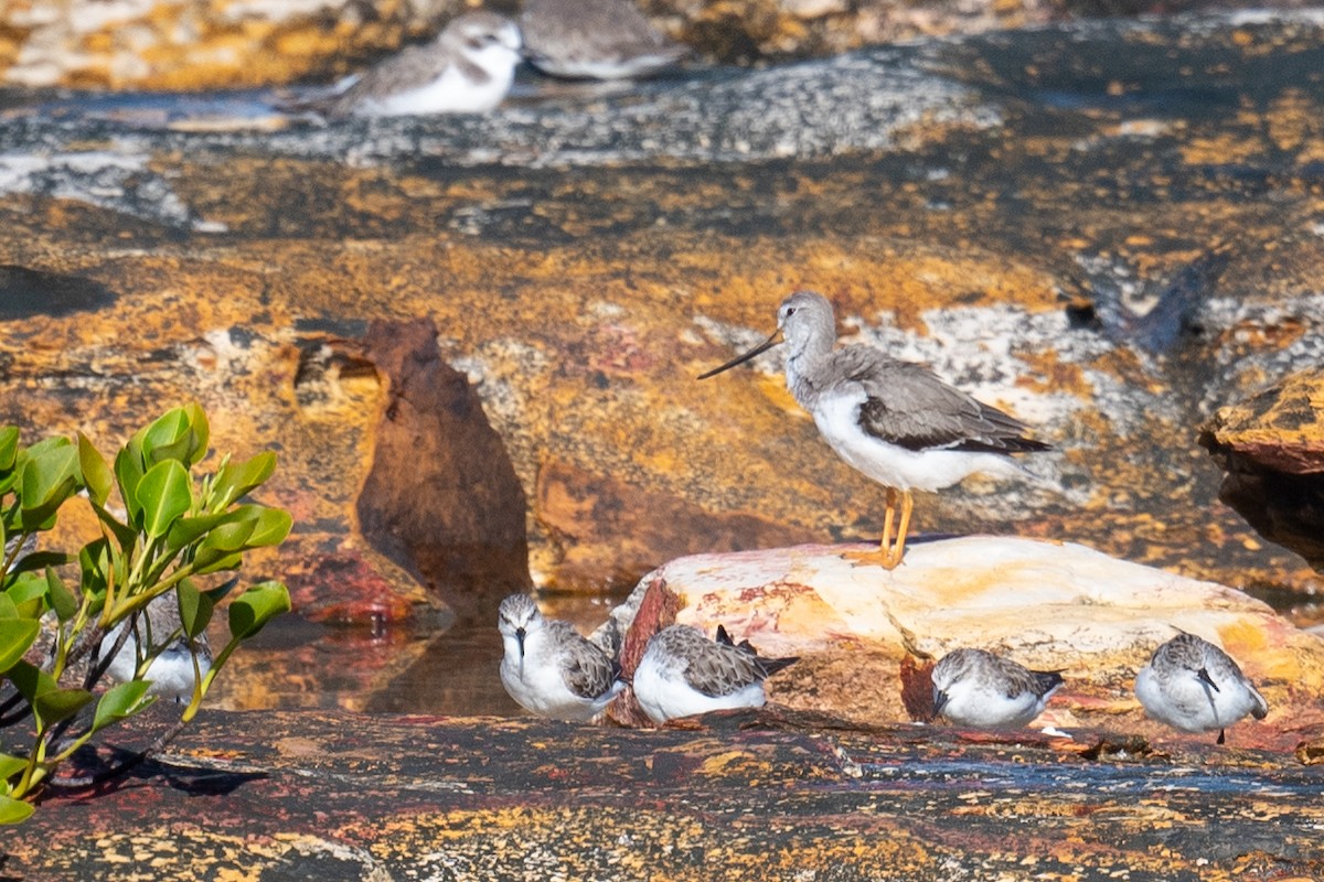 ביצנית אפורה - ML645615291