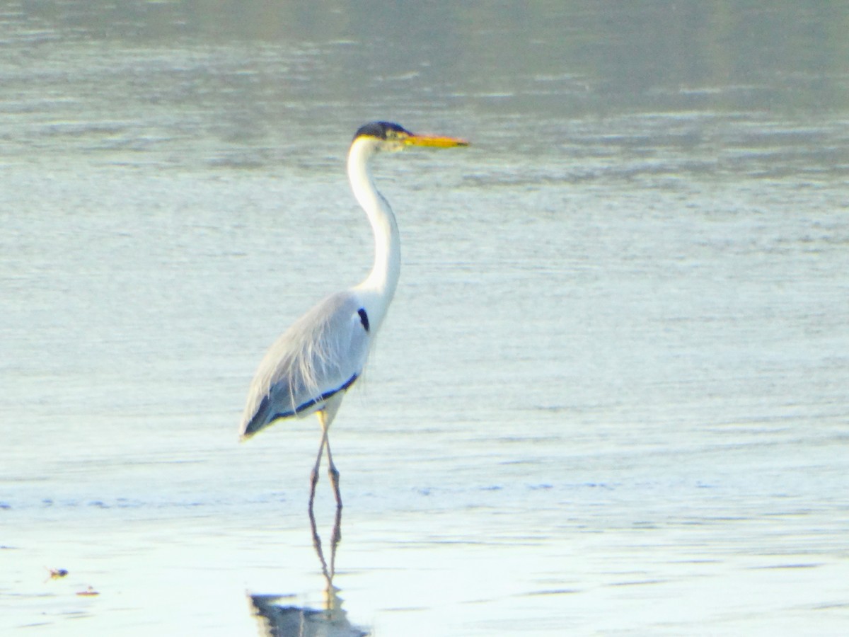 Cocoi Heron - ML645615324