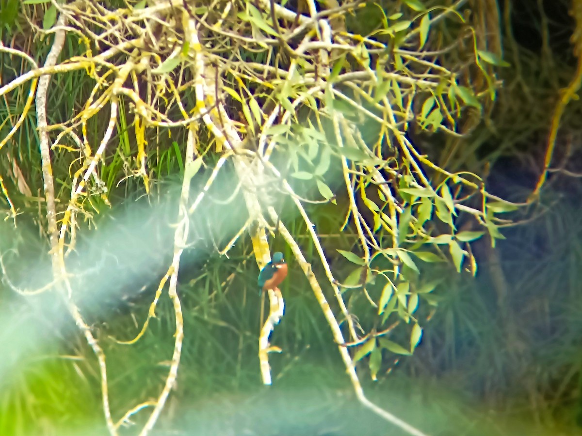 Common Kingfisher - ML645615333