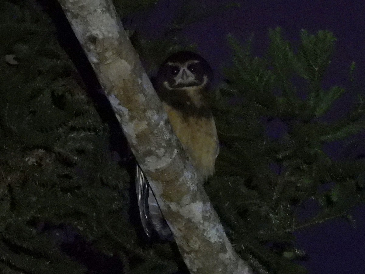 Tawny-browed Owl - ML645615337