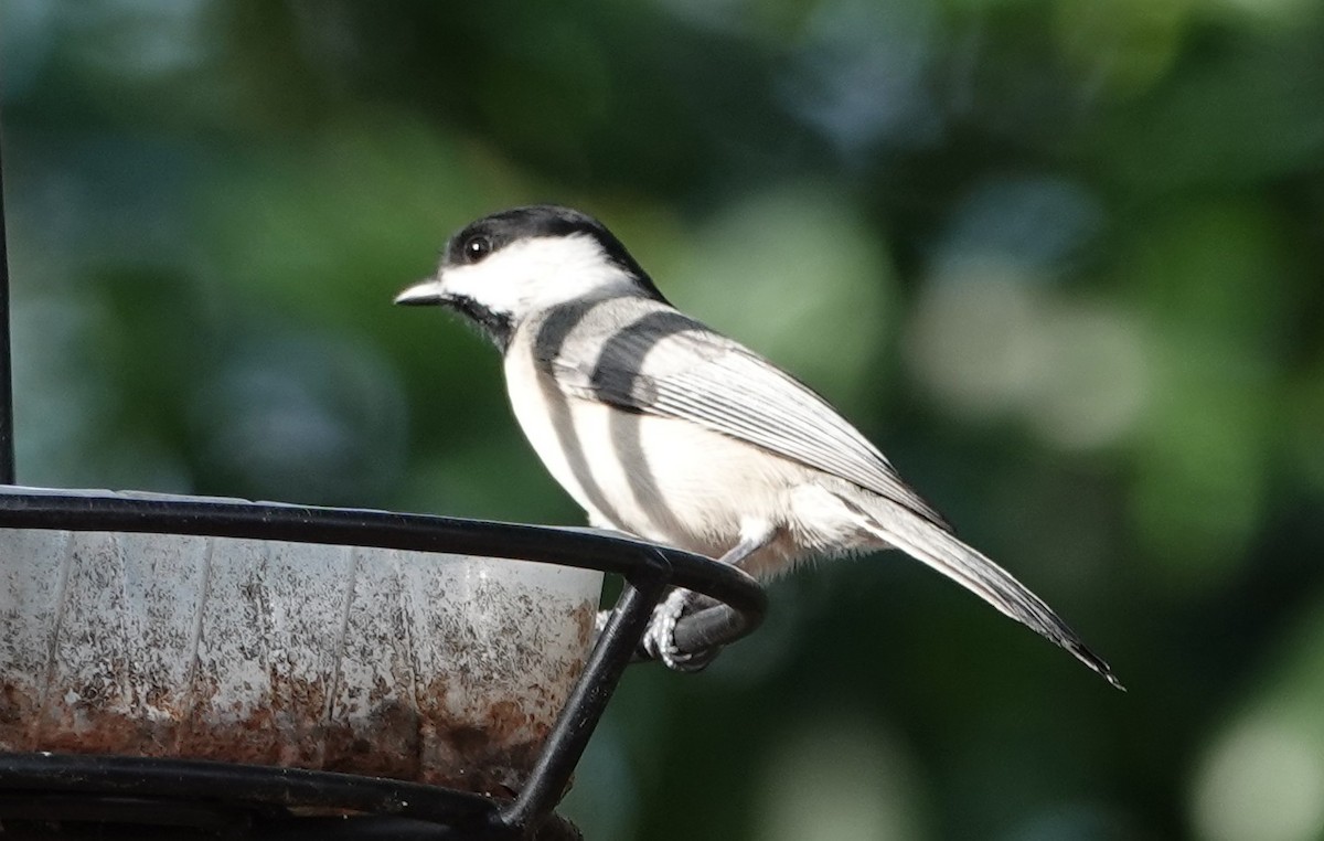 Каролинская гаичка - ML645615339