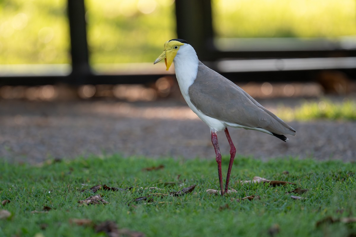 Masked Lapwing - ML645615340