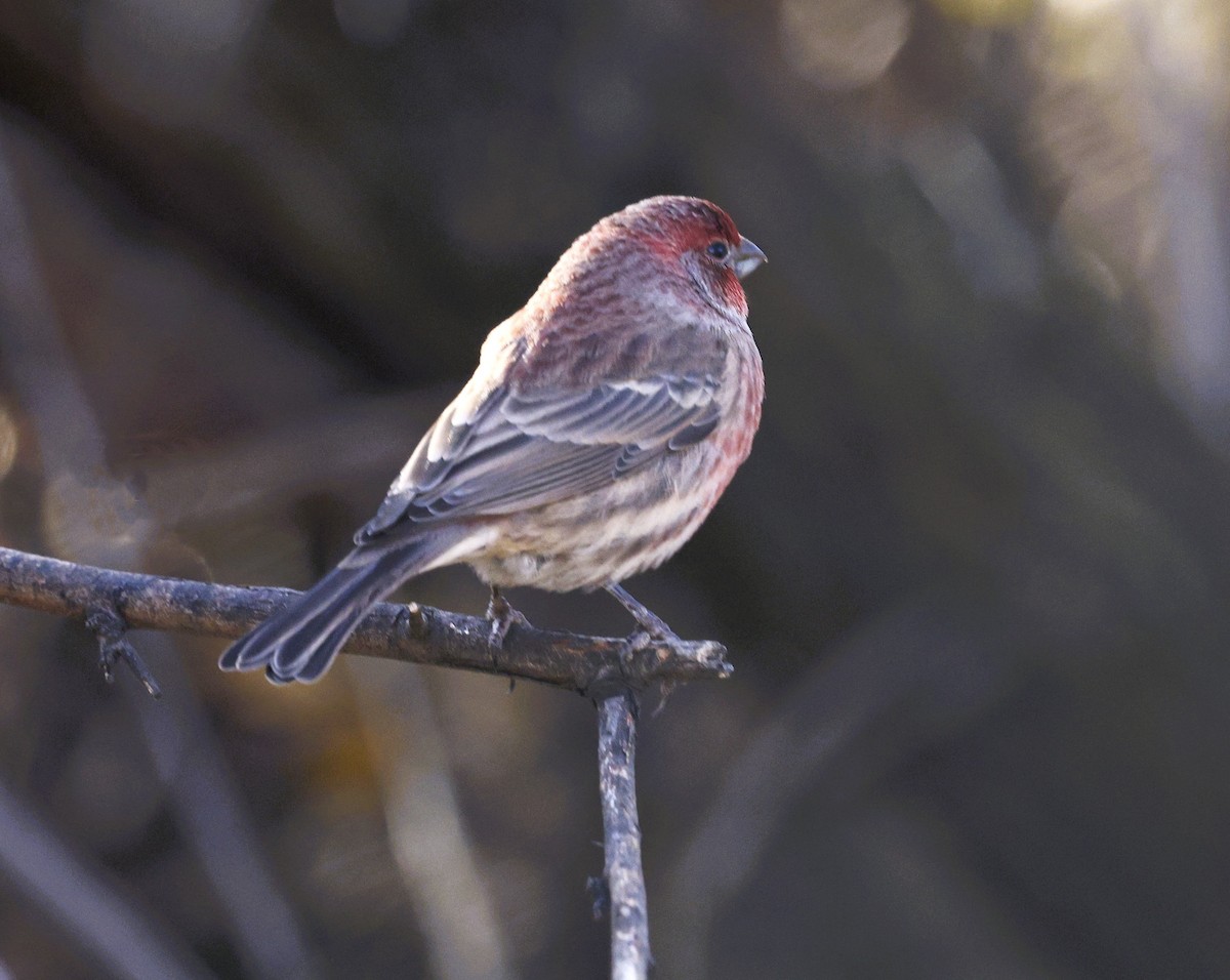 House Finch - ML645615342