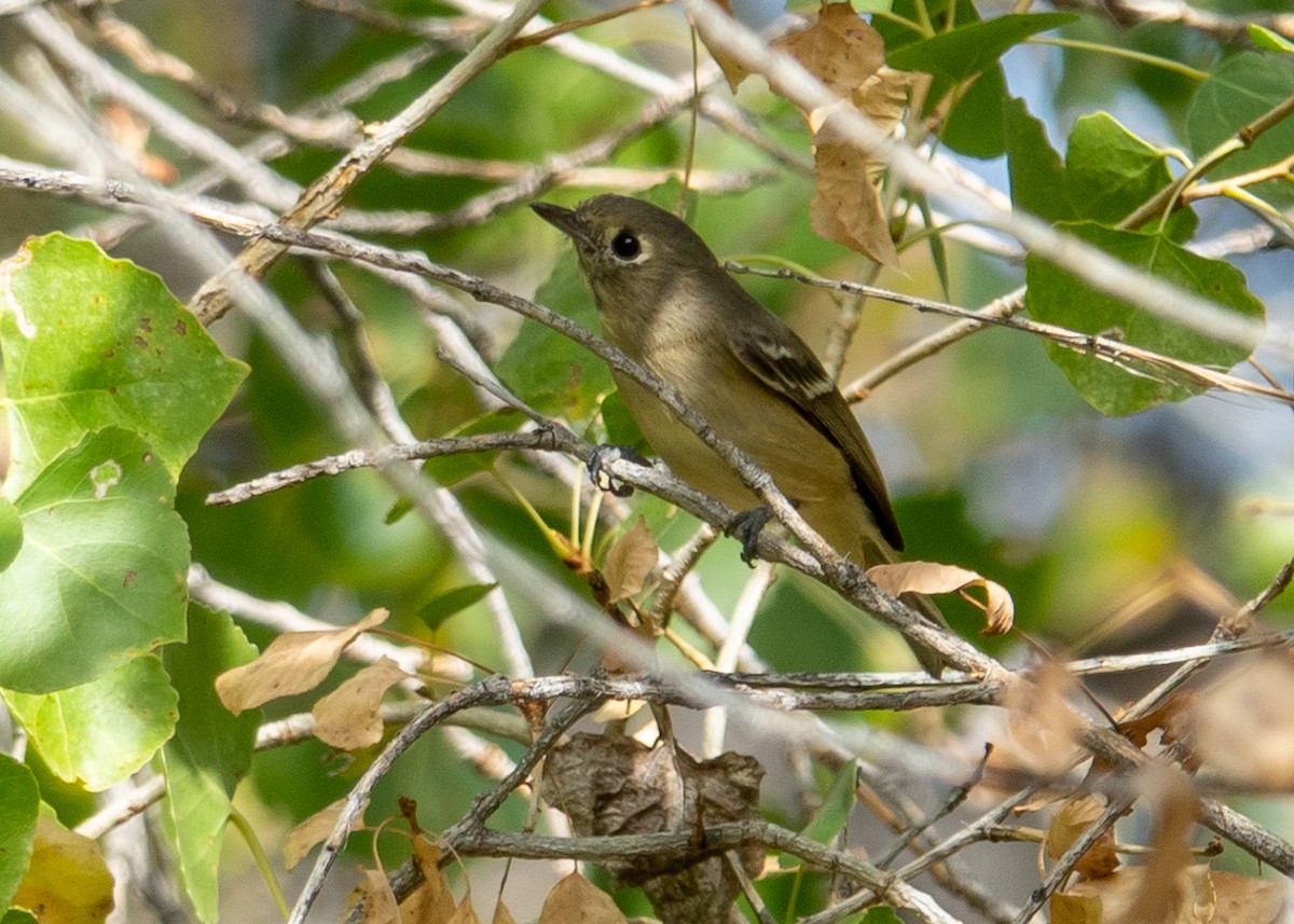 Hutton's Vireo - ML645615343