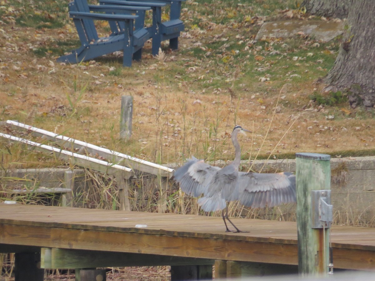 Great Blue Heron - ML645615344