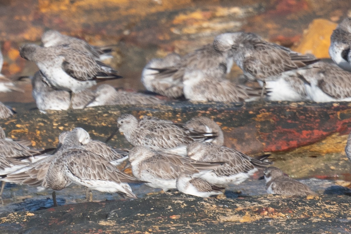Great Knot - ML645615345