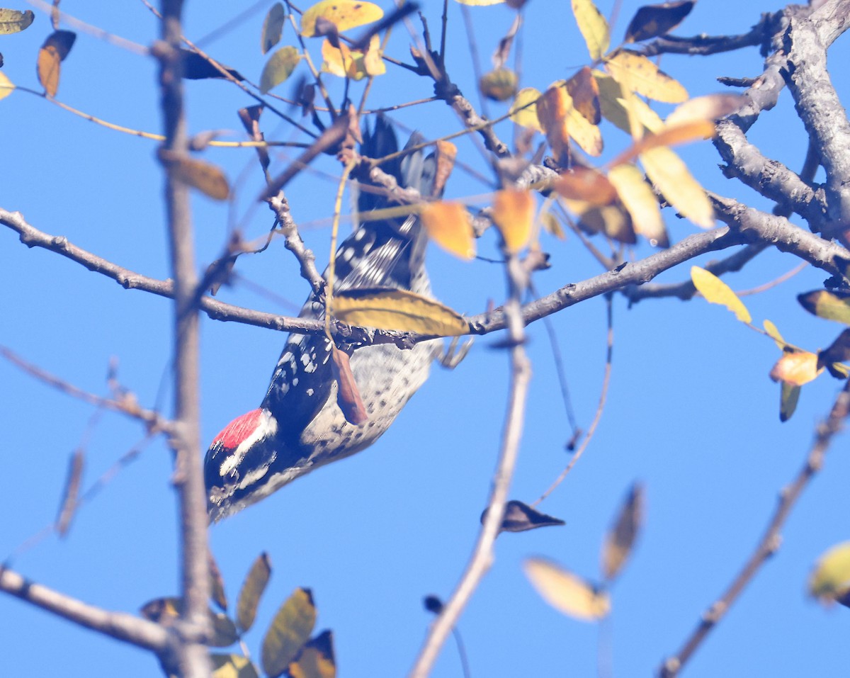 Acorn Woodpecker - ML645615346