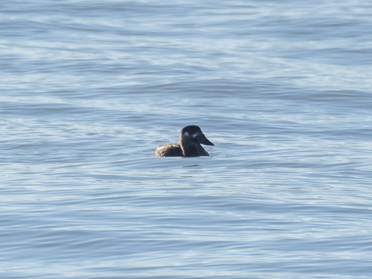 Surf Scoter - ML645615347
