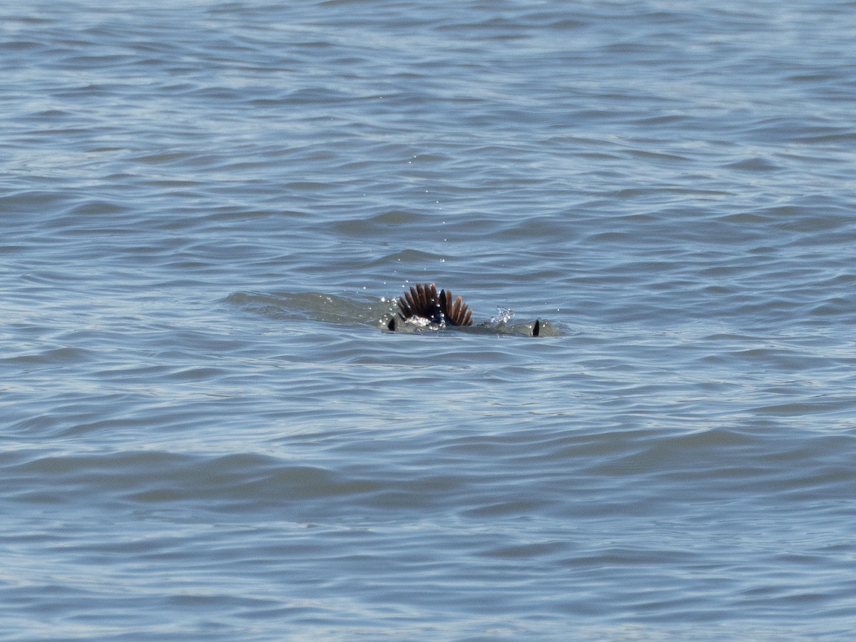 Surf Scoter - ML645615348