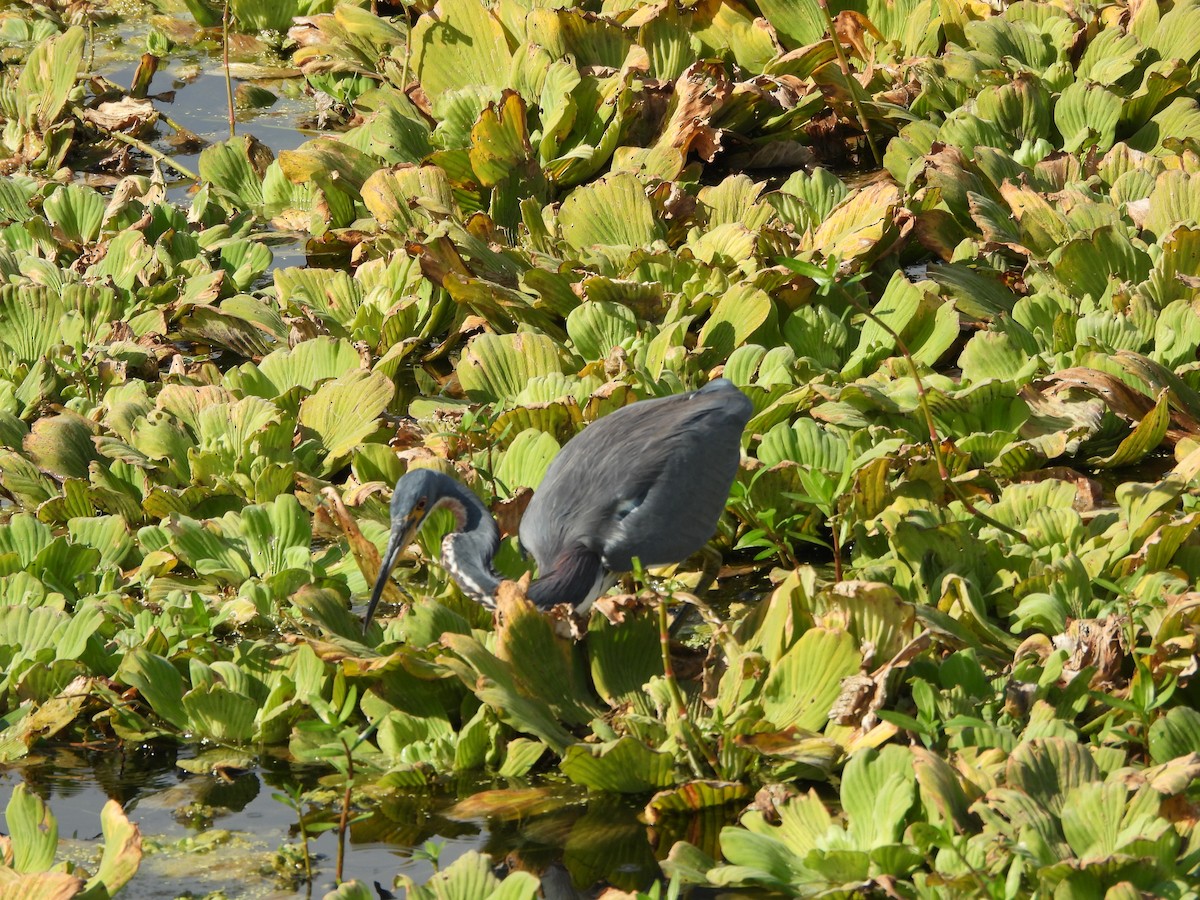 Tricolored Heron - ML645615349
