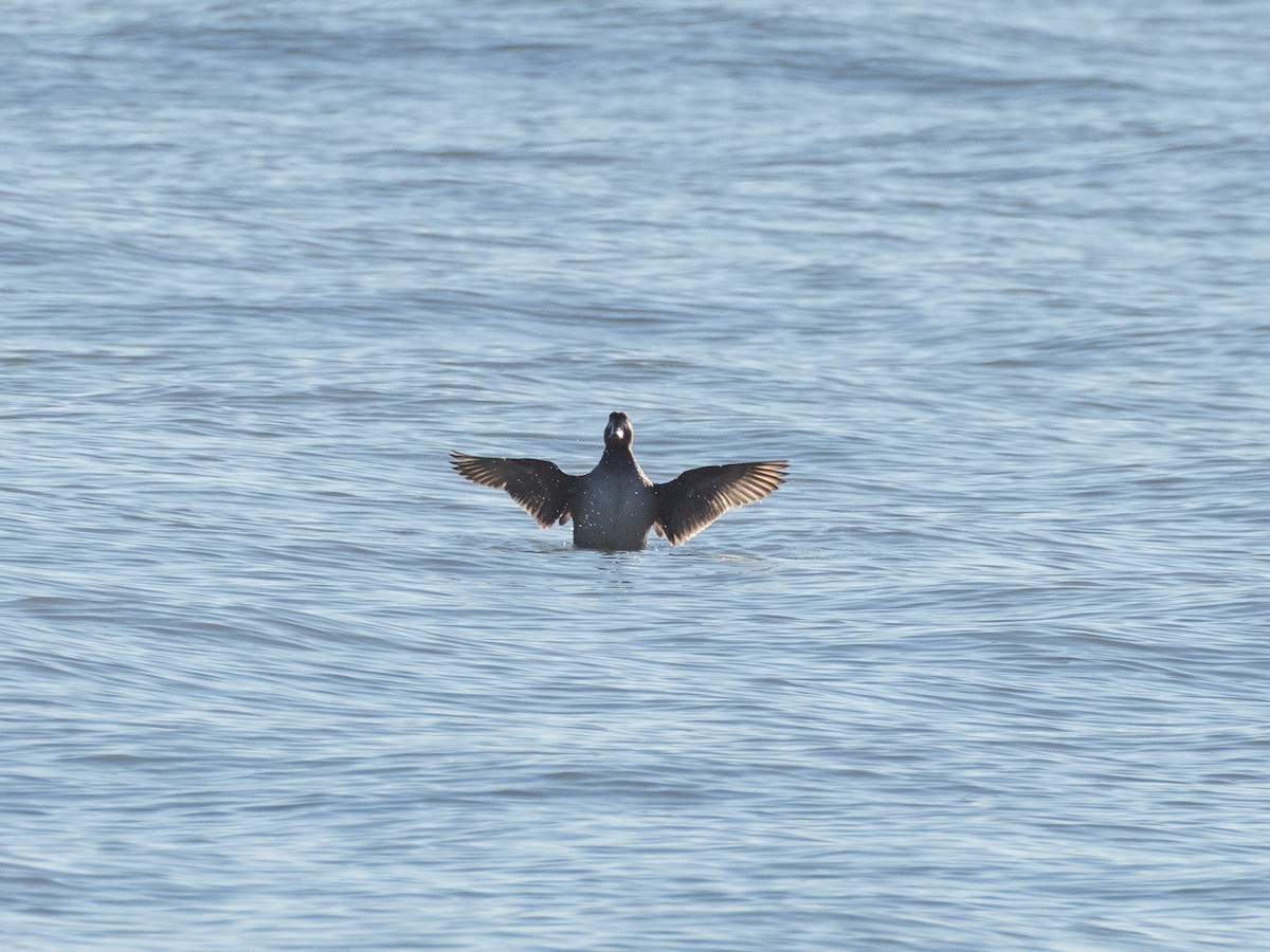 Surf Scoter - ML645615350
