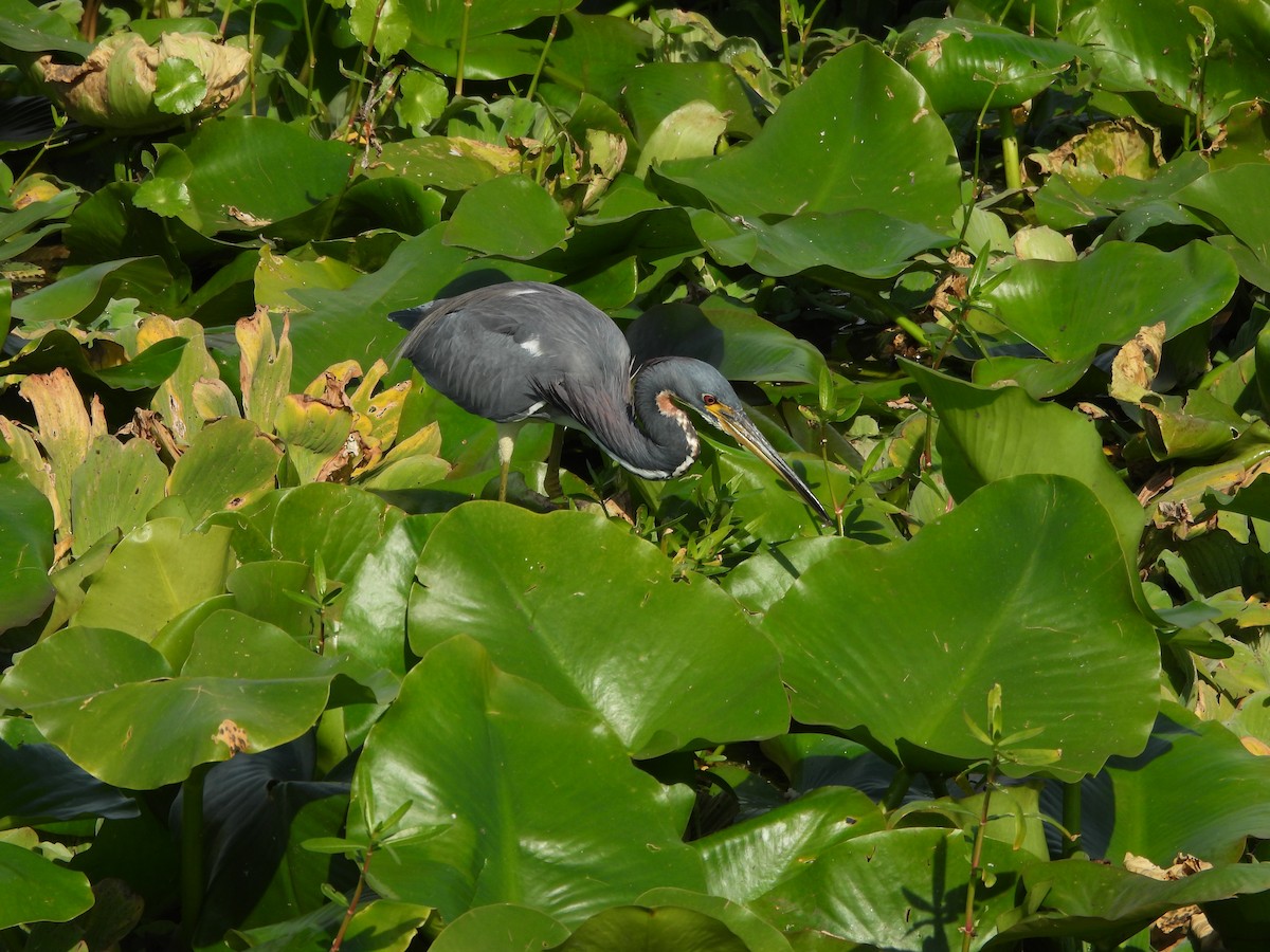 Tricolored Heron - ML645615351