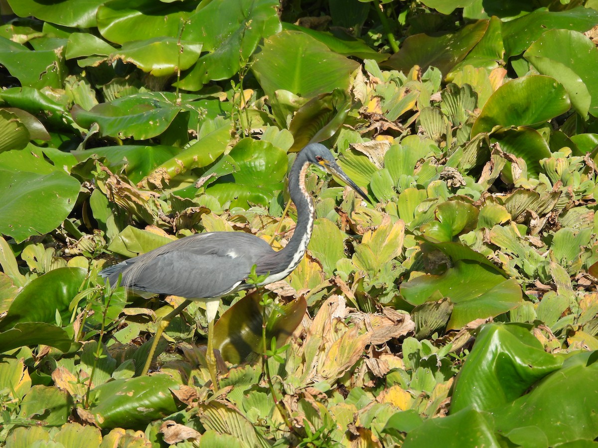 Tricolored Heron - ML645615353