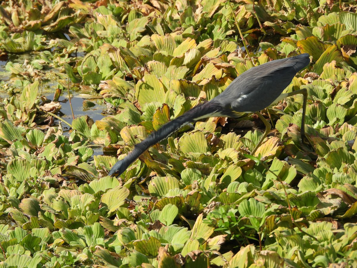 Tricolored Heron - ML645615355