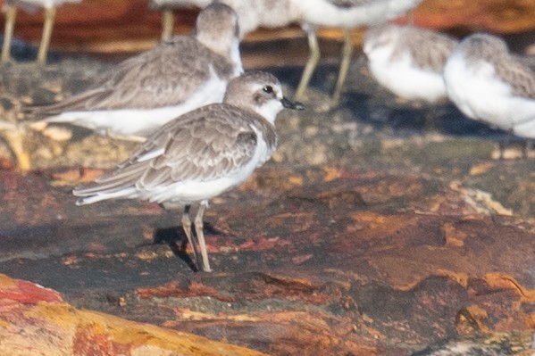 Greater Sand-Plover - ML645615356