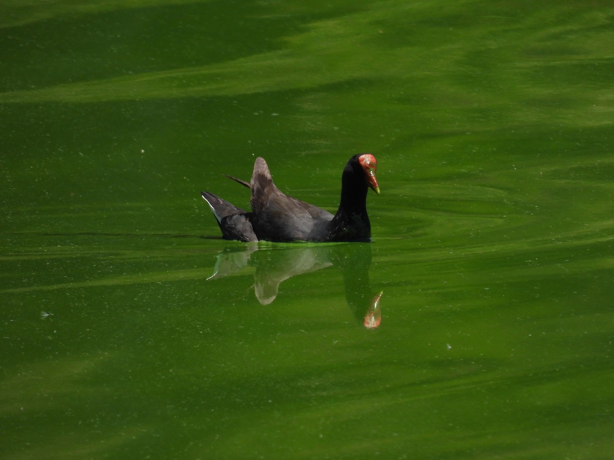 Common Gallinule - ML645615358