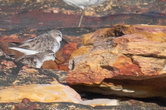 Red-necked Stint - ML645615359
