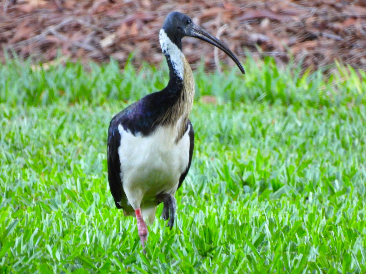 Straw-necked Ibis - ML645615360