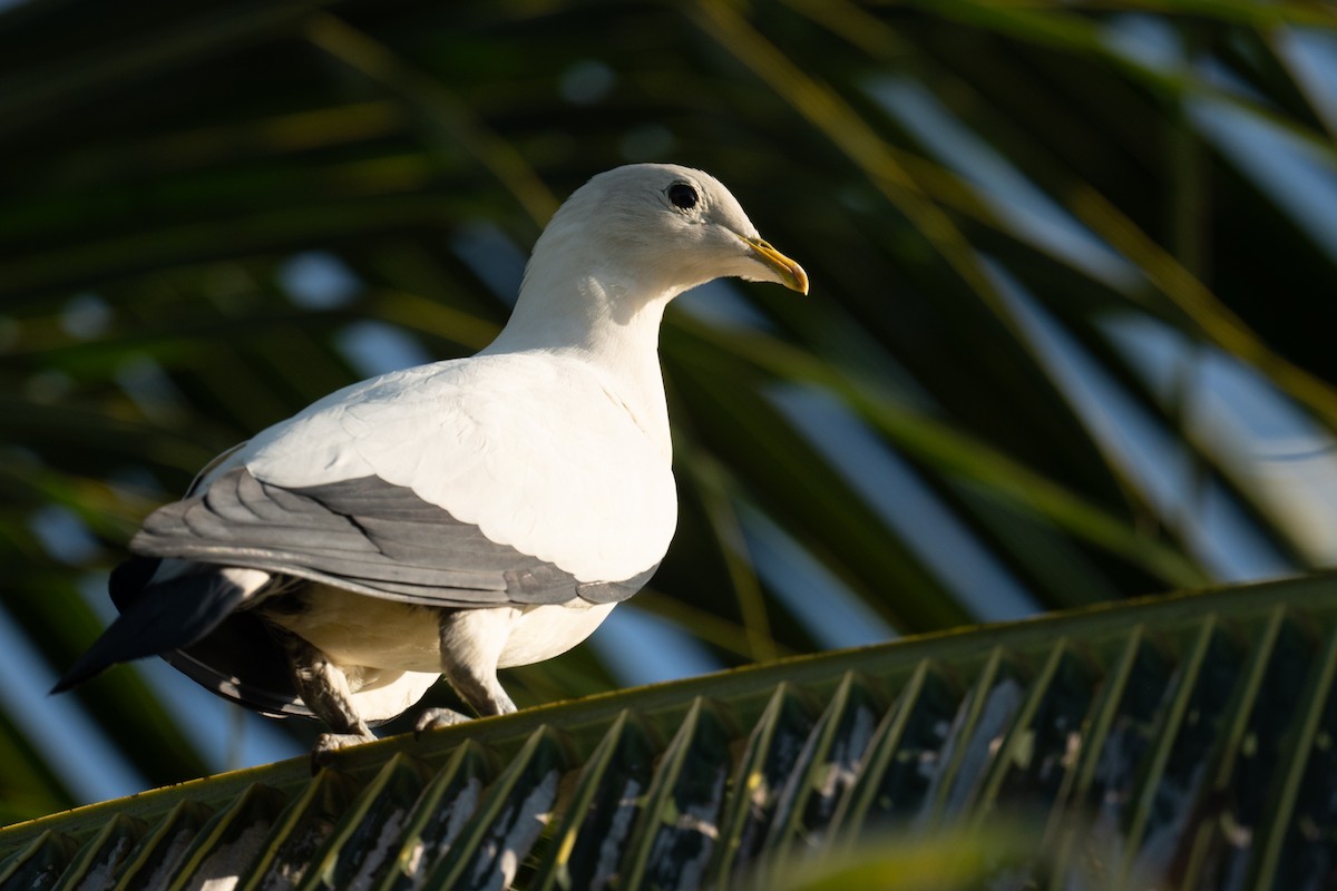 Torresian Imperial-Pigeon - ML645615362