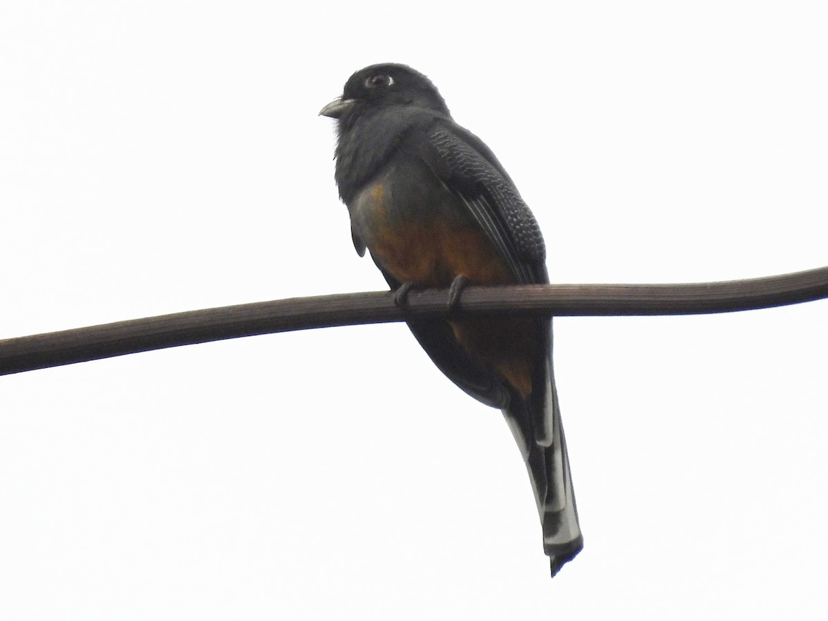 Surucua Trogon (Orange-bellied) - ML645615364