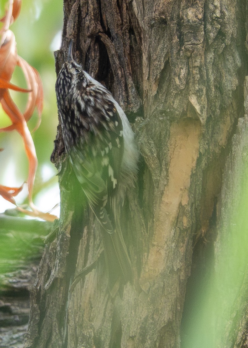 Brown Creeper - ML645615368