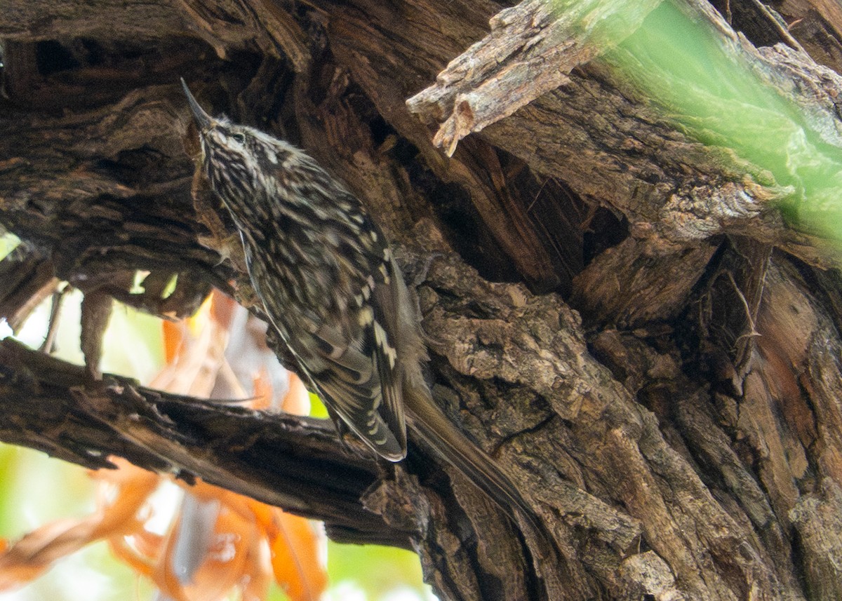 Brown Creeper - ML645615369