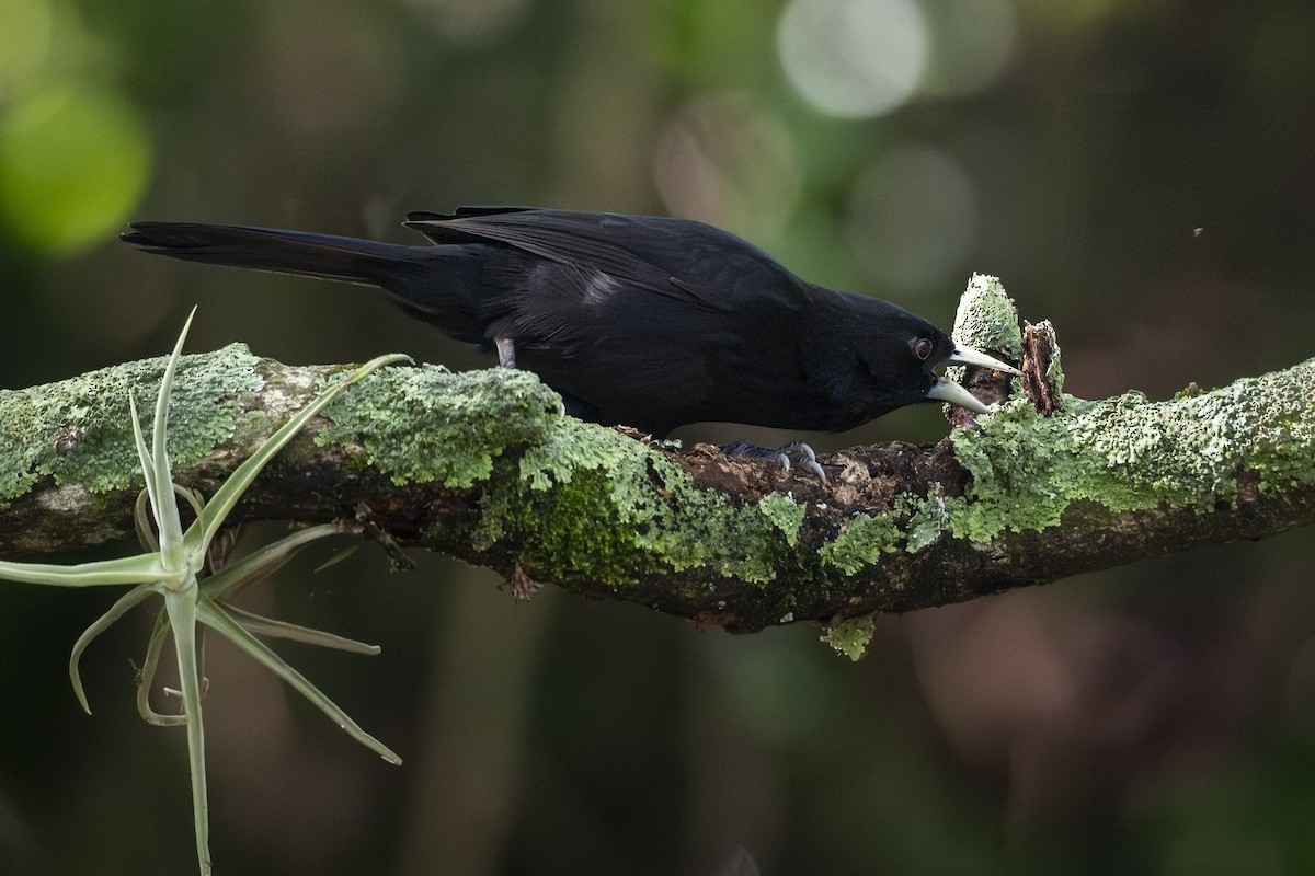 Solitary Black Cacique - ML645615374