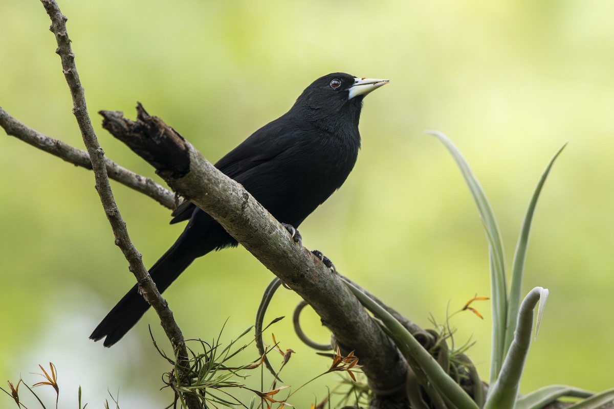 Solitary Black Cacique - ML645615375