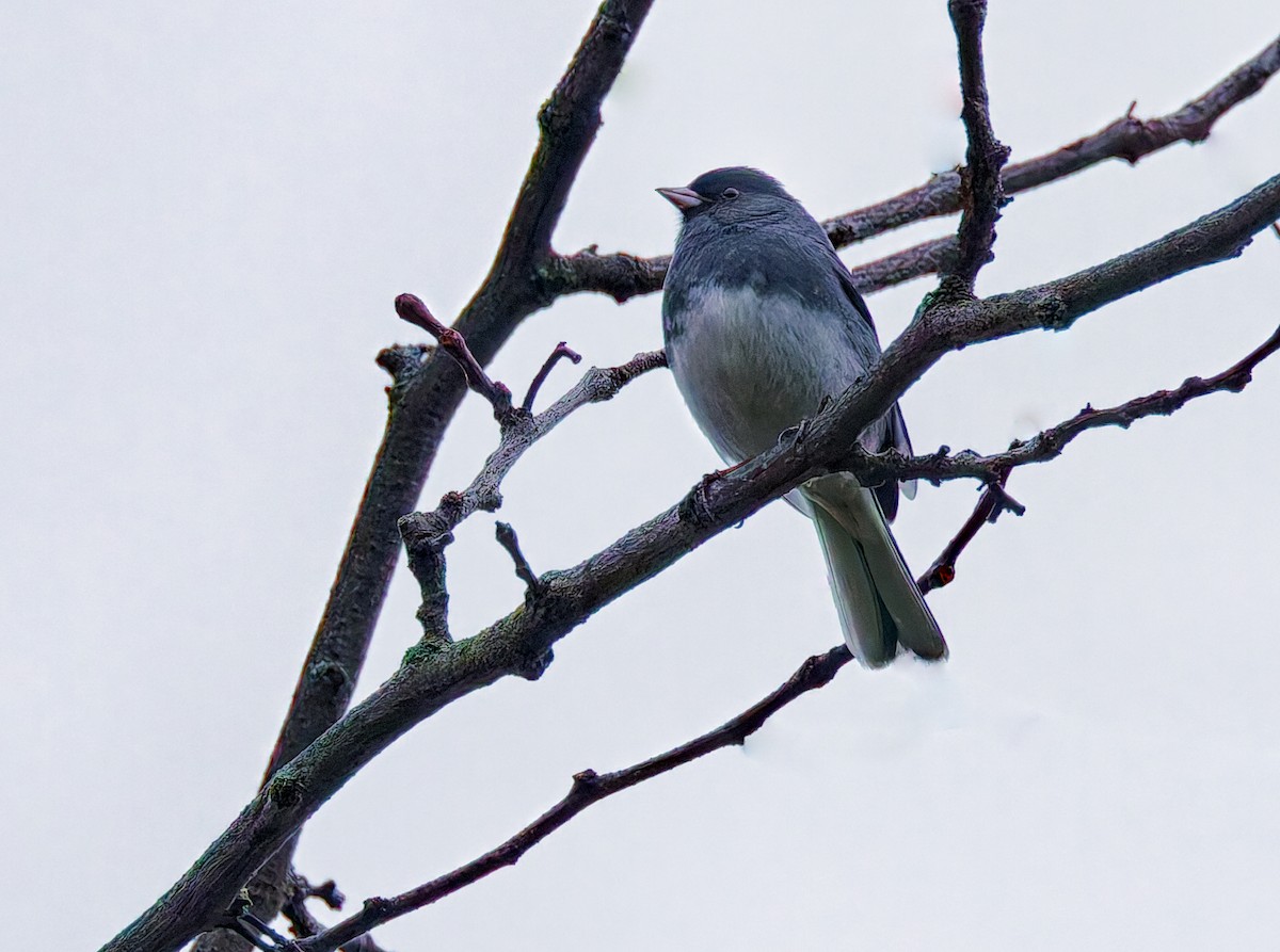 Dark-eyed Junco - ML645615376