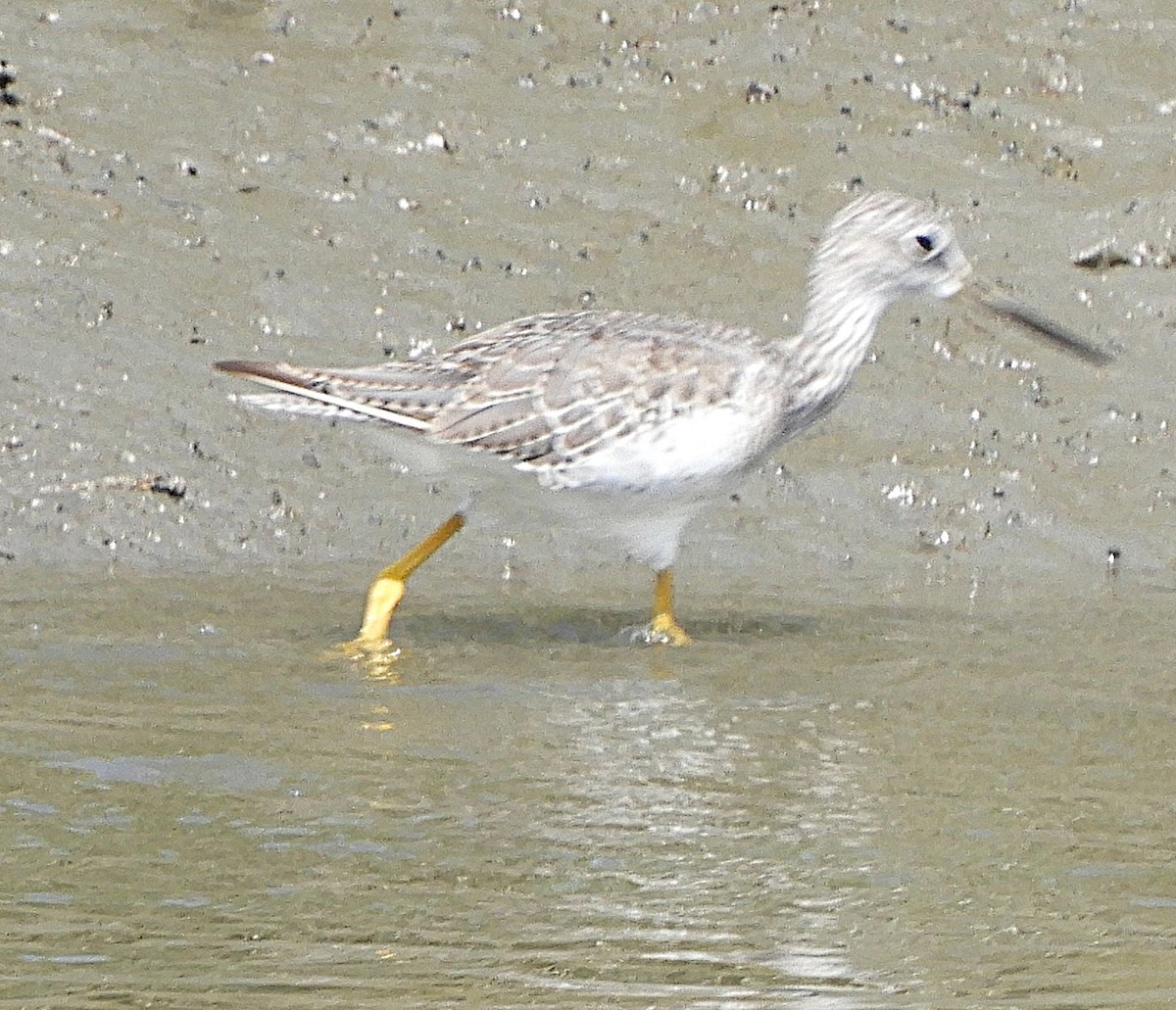 Greater Yellowlegs - ML645615377