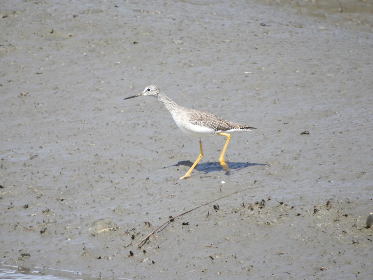 Greater Yellowlegs - ML645615379