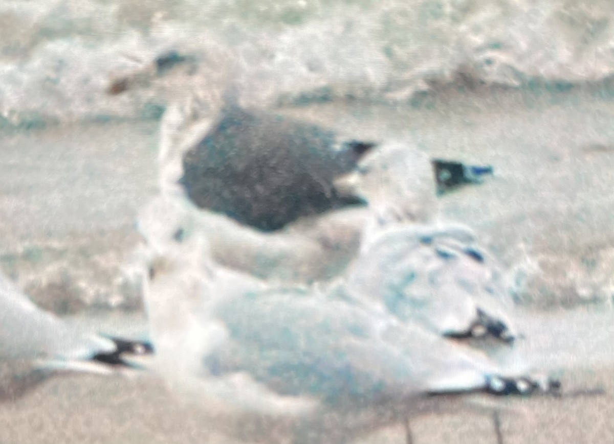 Lesser Black-backed Gull - ML645615380