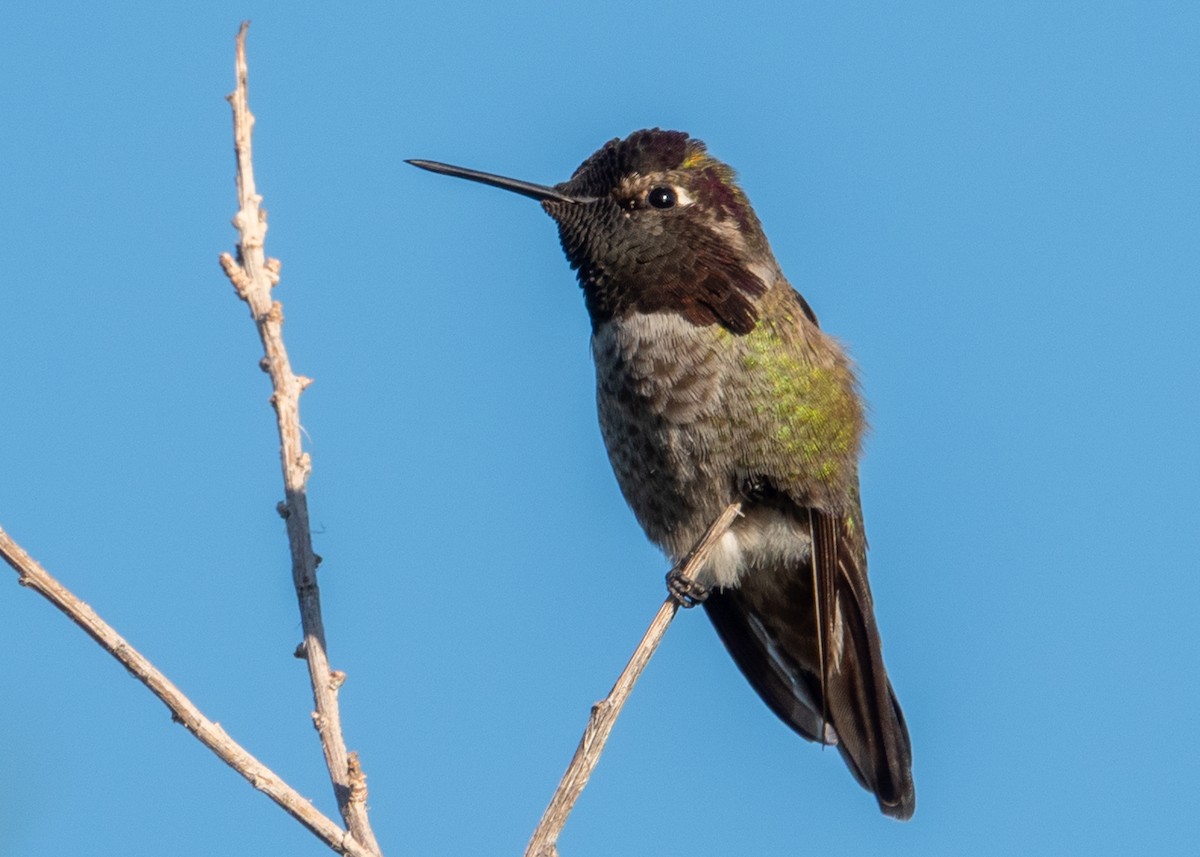 Anna's Hummingbird - ML645615400