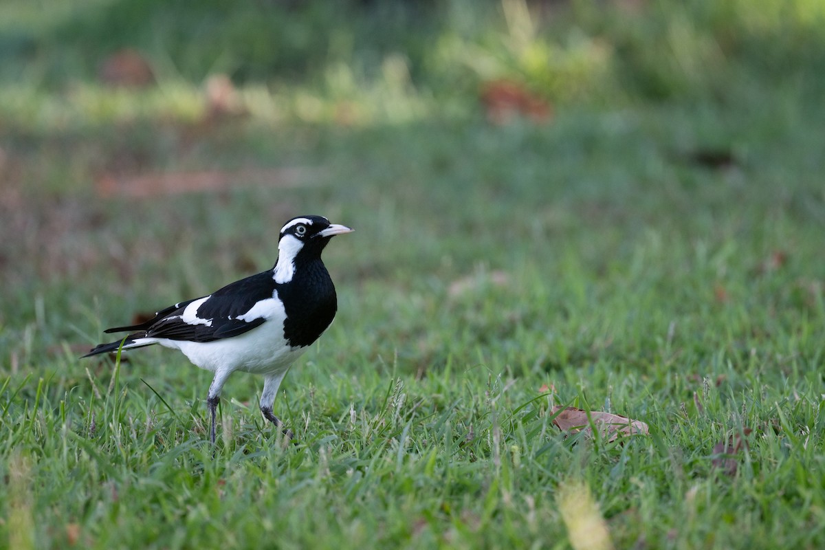 Magpie-lark - ML645615404