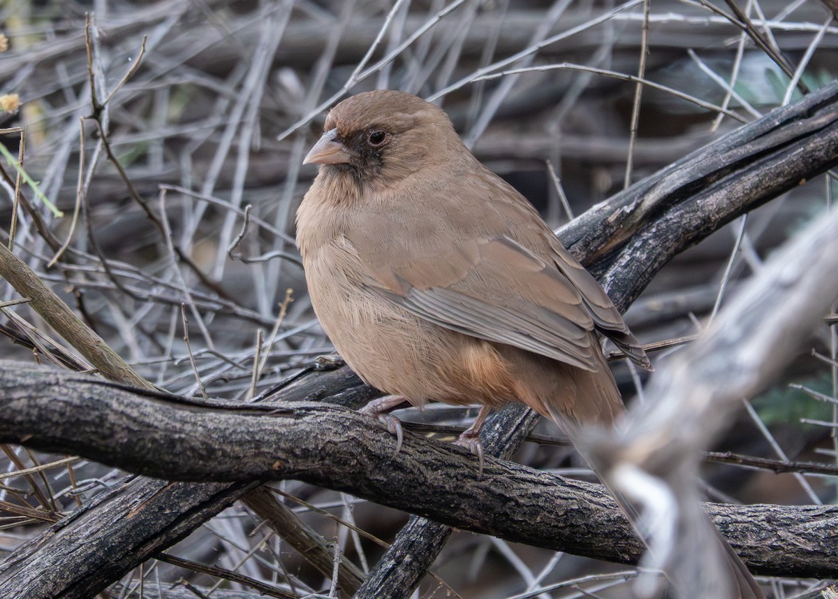 Abert's Towhee - ML645615408