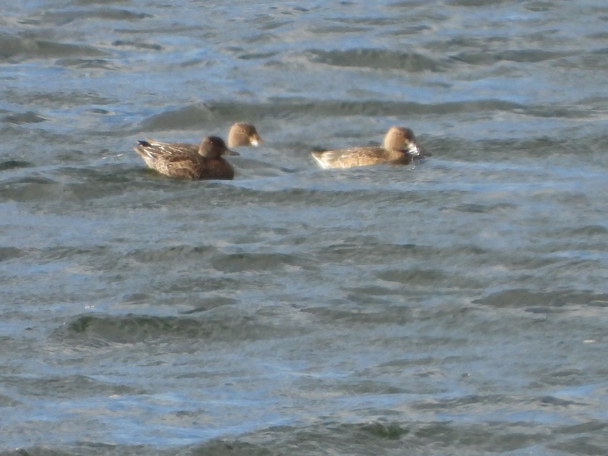 Зээрд нугас - ML645615411