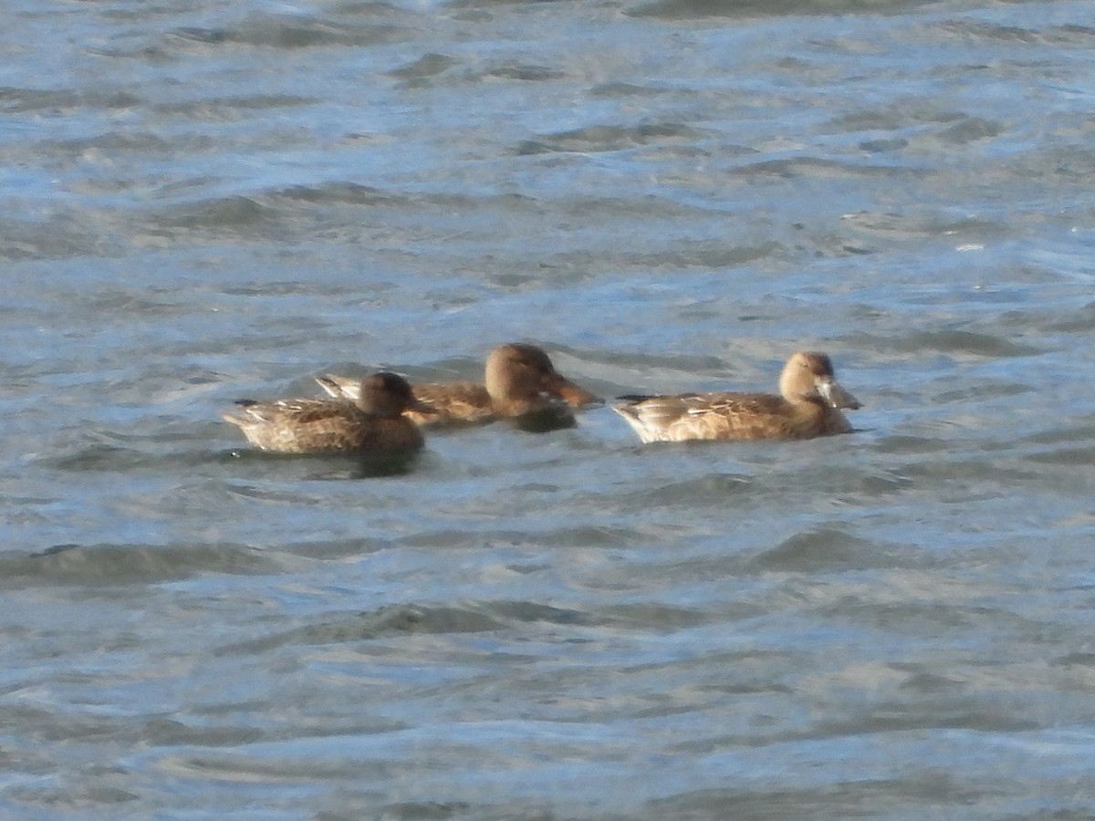 Зээрд нугас - ML645615419