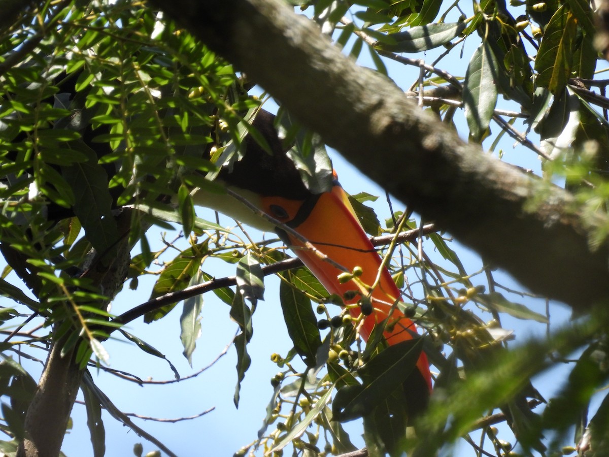 Toco Toucan - ML645615420